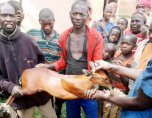 <strong>Nyamagabe-Buruhukiro:Bafashe Ifumberi yatorotse Nyungwe aho kuyirya bayiha RDB</strong>
