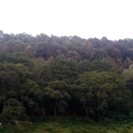 <strong>Byinshi utamenye ku ishyamba rya Arboretum rifatiye runini umujyi wa Huye-Ubushakashatsi</strong>