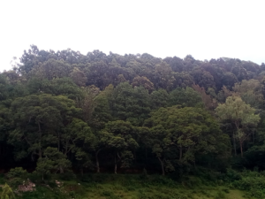 <strong>Byinshi utamenye ku ishyamba rya Arboretum rifatiye runini umujyi wa Huye-Ubushakashatsi</strong>