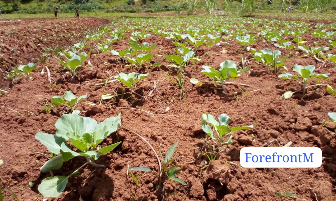Vegetables In Rwanda How Rwandan women farmers fight malnutrition and improve food security ...