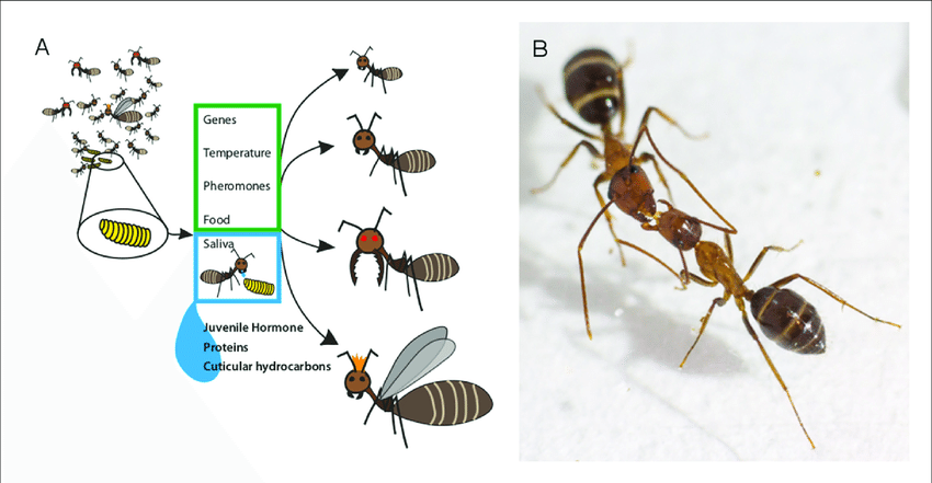 Research: Raising awareness on ground Ants diversity and abundance - The  Forefront Mag