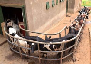Here’s why animals shouldn’t be stressed before slaughter