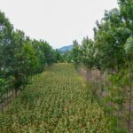 Agroforestry: Integrating trees with crops for sustainability