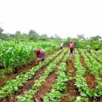 Sustainable agriculture and food security