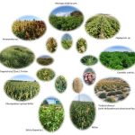 Biochemical perspective on climate resistance crops