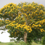 The Umusave tree is one of the oldest Nation’s trees the Legacy Tree Project will preserve