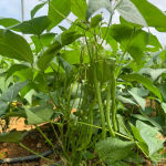 How SAIP Helped Youth Escape Poverty Through Agriculture