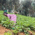 Irish Potato Farming at the Nyabirasi Site Has Helped Women Escape Poverty