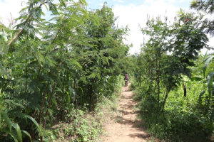 Rwanda’s farmers fight land degradation with trees