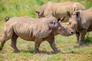 A plan is underway to boost Akagera National Park’s rhino population