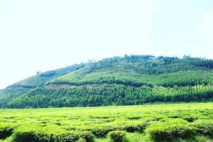 The uniqueness of the hybrid Eucalyptus Clones (GU7, GU8, GC550) planted by Green Gicumbi