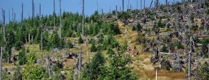Protecting Naturally Regrowing Forests Is a Crucial and Overlooked Climate Solution