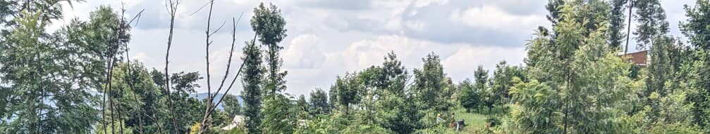 cropped-6af86fd7-ec14-4c05-8f8b-f4486f160cf8.jpg