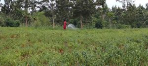Bugesera: Abahinga mu gishanga cya Murago na Cyohoha bahawe uburyo bwo kuhira