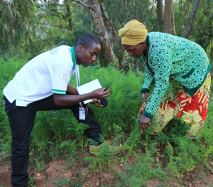 Opinion: What makes radio the most effective medium for communication in agricultural development and social change in Rwanda?