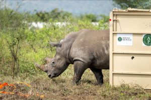 Conservation at Scale: 70 Rhino Relocated to Rwanda