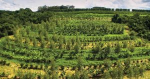 Agroforestry Market, Cultivating Sustainable Growth through Nature-Based Solutions
