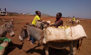 Government and Policymakers are urged to enact a permanent ban on the trade and protect Donkeys