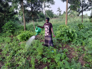 Fast Maturing Crops, Plastic Irrigation: Lira Women’s Answer to Climate Change
