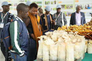 African farmers embrace China’s Juncao technology to boost mushroom production, livelihoods.