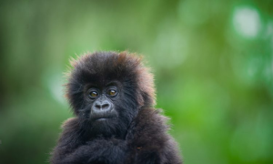 Kwita Izina 2025: 40 Baby Gorillas to Be Named in September 2025