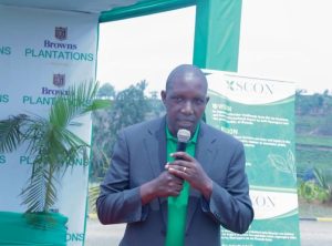 They left the refuge to find food: Tea farming transforms lives in Nyaruguru