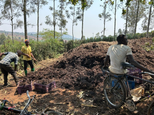 Making Organic Fertilizer Using Solar Energy Expands Mango Farming