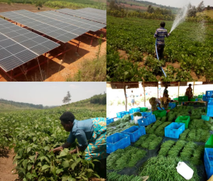 Farmers expect an increased production due to solar irrigation