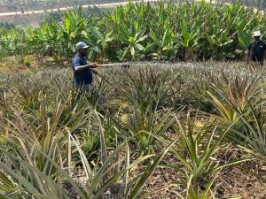 Fruit farmers revive hope through small-scale irrigation