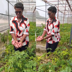 Mukamusoni commits to multiplying Irish potato seeds using Sandponic Technology