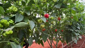 Bugesera: Farmers choose greenhouse vegetable farming for higher production