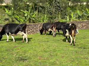 How TEKANA saved farmers from losses caused by disasters