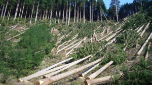 2001-2024: Deforestation rates and statistics in Rwanda