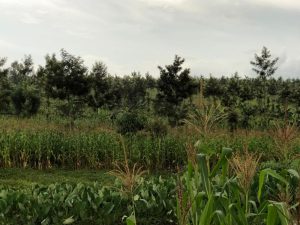 Eastern Province: Tree–crop farming helps fight soil erosion as production increases