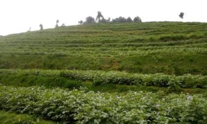 How climate-resilient farming helped potato farmers beat soil erosion and boost their harvests
