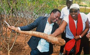 Rwanda Agri-Biotech Programme: Key Questions and Answers on Biotech KingaKUU Cassava