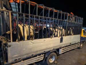 Rwanda receives high-genetic-merit bulls to scale up bovine artificial insemination