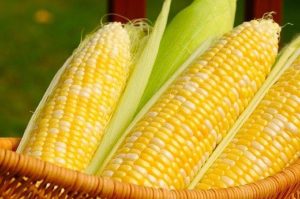 Rwanda Agri-Biotech Programme: Key Questions and Answers on Biotech Maize