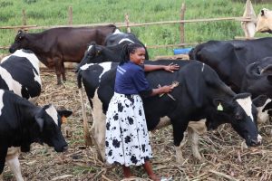 Kamonyi: Farmers and livestock joined TEKANA insurance encourage others to join it