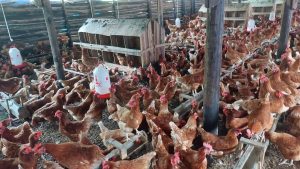 Ruhango: Testimonies from farmers compensated by Tekana ease fears and encourage wider participation