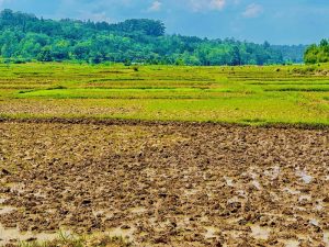 Gisagara: Because I understand how Tekana works, I will never lose crops again due to disasters caused by climate change