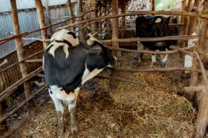 Gicumbi: PRISM support helped a family transform their lives-A testimony