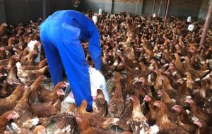 Ruhango: Testimonies from farmers compensated by Tekana ease fears and encourage wider participation