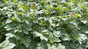 Rwanda Agri-Biotech Programme: Key Questions and Answers on Biotech Potato