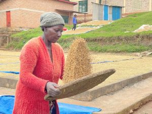 Muhanga: Farmers and livestock keepers who do not insure their crops and animals risk heavy losses. Testimonies