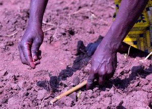 RAB Launches Field Trials of Biotech Maize to Strengthen Rwanda’s Efforts to Protect Maize Production