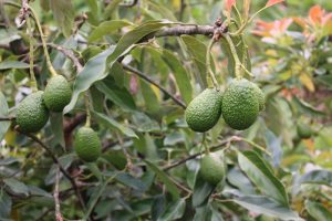 Nyamagabe: Farmers share lessons learned from the SAIPII Project