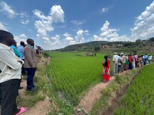 Gisagara: Small-scale irrigation helps farmers boost harvests