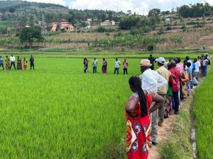 From field exchange to action: Farmers’ commitments