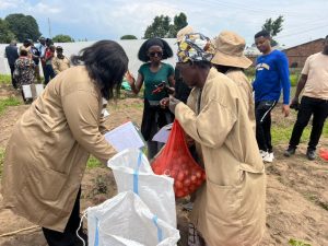 Musanze: RAB Harvests High-Yield Living Modified Potatoes, Giving New Hope to Rwandan Farmers